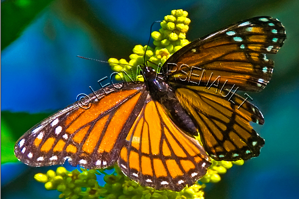 VICEROY BUTTERFLY;BUTTERFLY;INSECT;INVERTEBRATE;HORIZONTAL